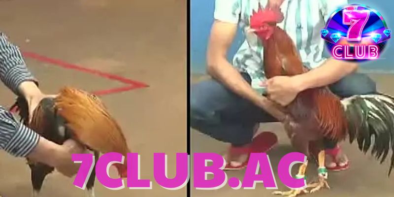 da-ga-7club-trai-nghiem-dinh-cao-trong-the-gioi-da-ga-truc-tuyen 1 da-ga-7club-trai-nghiem-dinh-cao-trong-the-gioi-da-ga-truc-tuyen 1