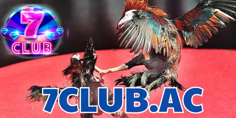 da ga cua dao kinh nghiem choi da ga hieu qua tai 7club 1 da ga cua dao kinh nghiem choi da ga hieu qua tai 7club 1